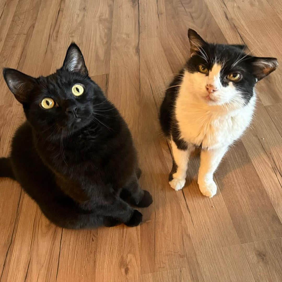 Österreichischer Tierschutzverein Österreichischer Tierschutzverein-Happy Ends: Kater Prinzi