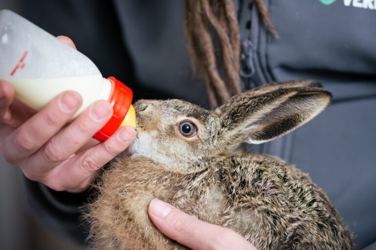 Hasenbaby Flaschenfütterung © Österreichischer Tierschutzverein