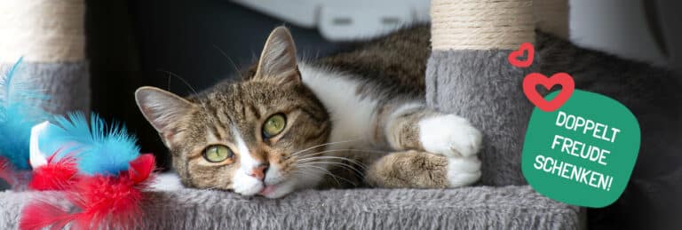 Österreichischer Tierschutzverein - Geschenkpatenschaft: Doppelt Freude schenken!