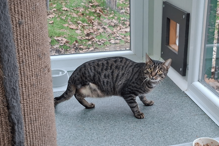 Österreichischer Tierschutzverein - Spendenprojekt: Kater Timo braucht deine Hilfe