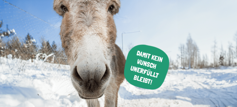 Österreichischer Tierschutzverein - Weihnachten: Erfüllen Sie die Herzenswünsche unserer Schützlinge!