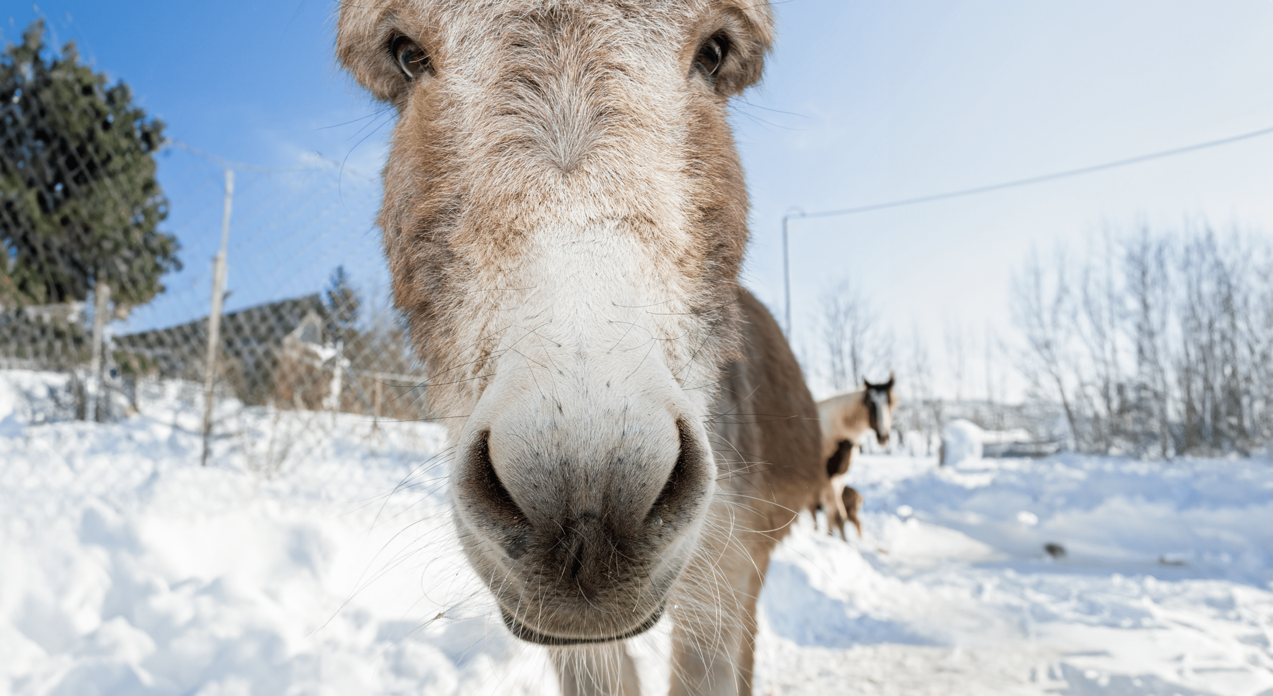 Österreichischer Tierschutzverein - Weihnachten: Erfüllen Sie die Herzenswünsche unserer Schützlinge! Danke!