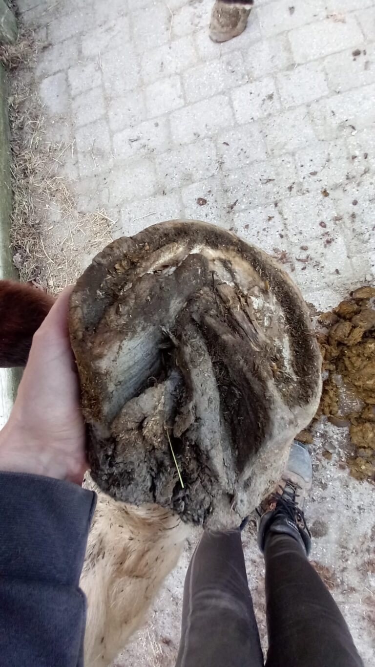 Huf © Österreichischer Tierschutzverein