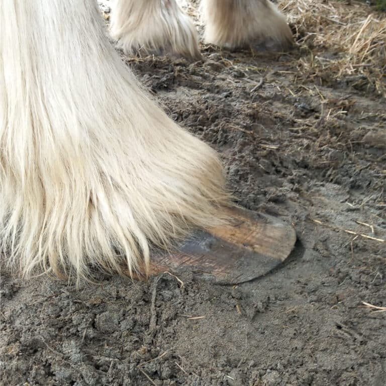 Österreichischer Tierschutzverein-Spendenkampagne: Verwahrloste Pferde brauchen dich
