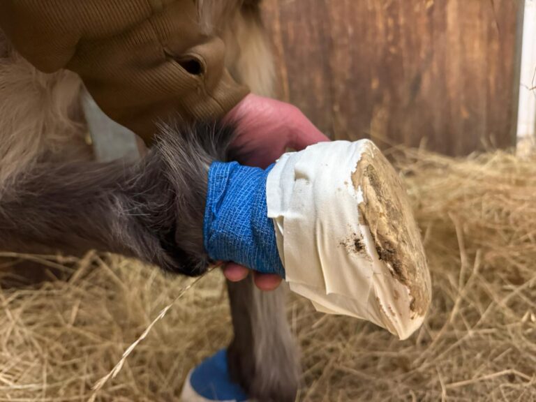 Hufbehandlung © Österreichischer Tierschutzverein