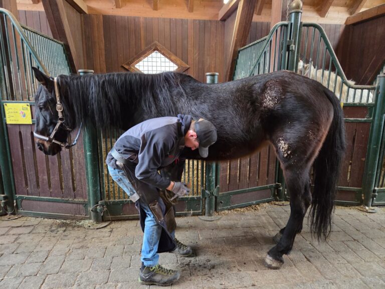 Hufschmied 1 © Österreichischer Tierschutzverein