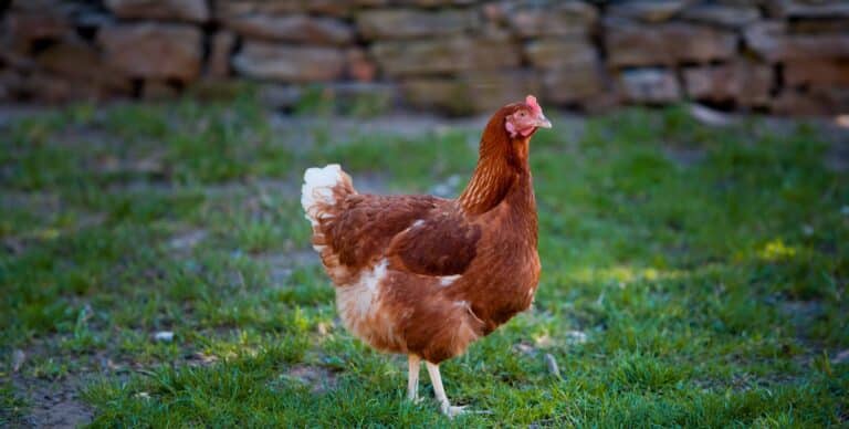 Österreichischer Tierschutzverein: Buchverlosung zum Thema Huhn