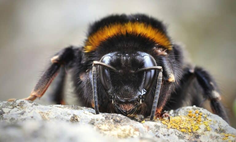 Hummel © pexels-pixabay-37144