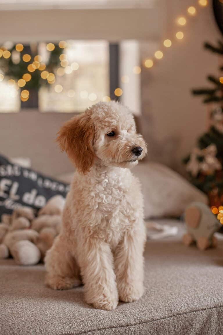 Hund Weihnachten pexels-olga-che