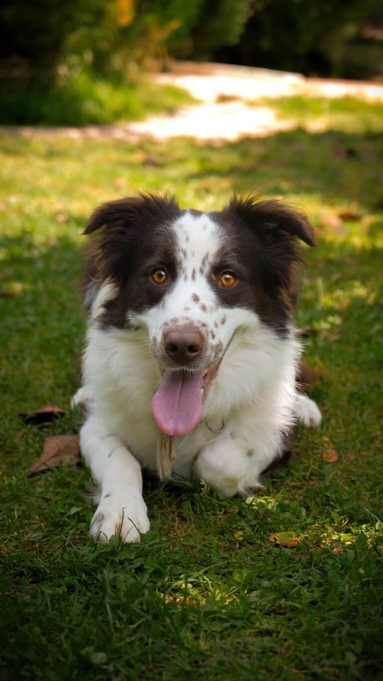 Hund im Garten pexels