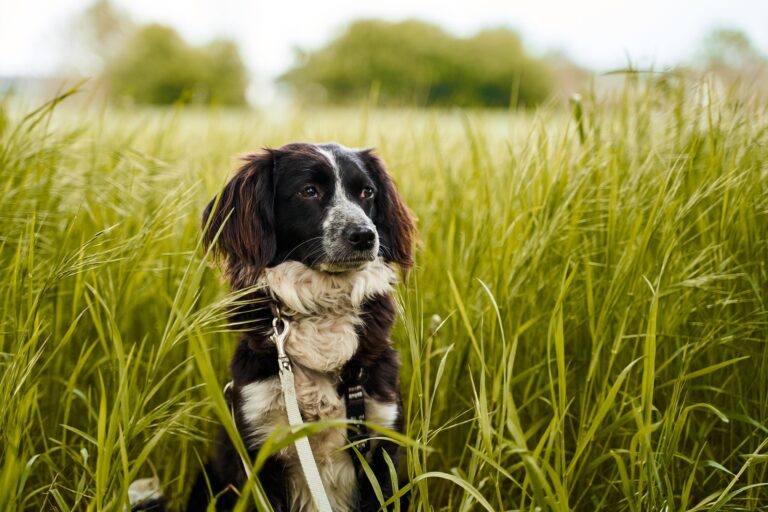 Hund im Gras © pixabay felix_w
