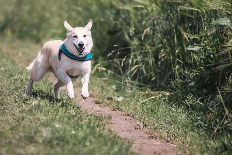 Hund outdoor © pixabay