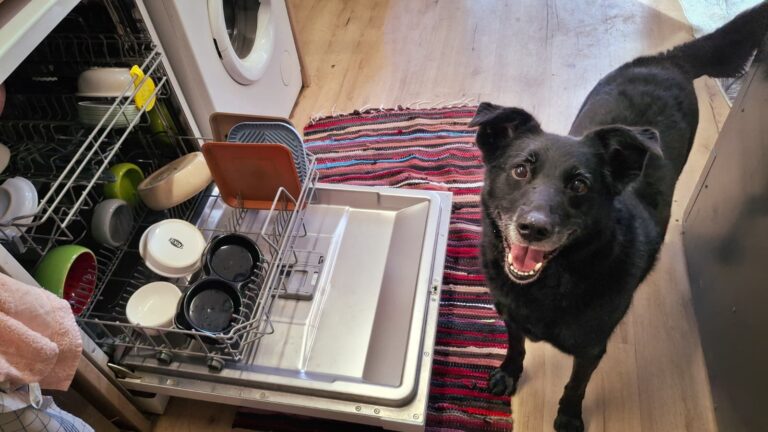 Hund © Österreichischer Tierschutzverein
