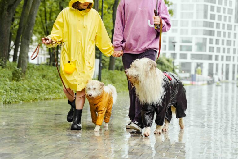 Hunde Gassi Regen © pexels-yaroslav-shuraev