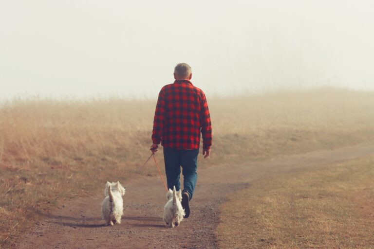 Hunde Gassi © pexels-efrem-efre