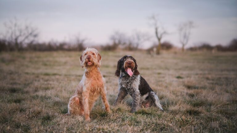 Hunde outdoor pexels-andreas-schnabl