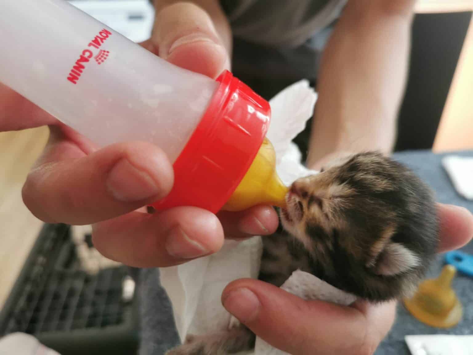 Österreichischer Tierschutzverein - Spendenprojekte: Kitten trinkt aus Flasche