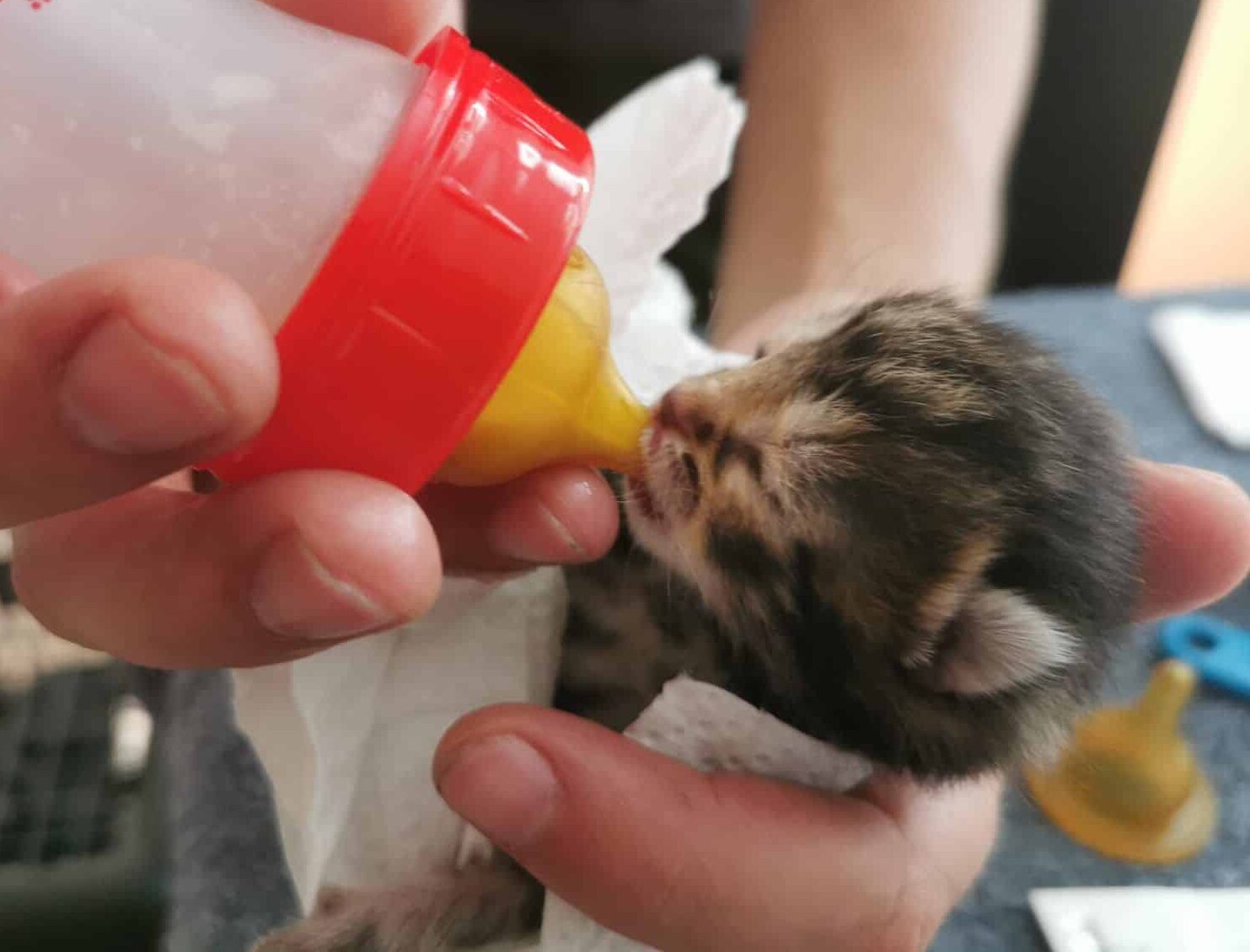 Österreichischer Tierschutzverein - Spendenprojekte: Kitten trinkt aus Flasche