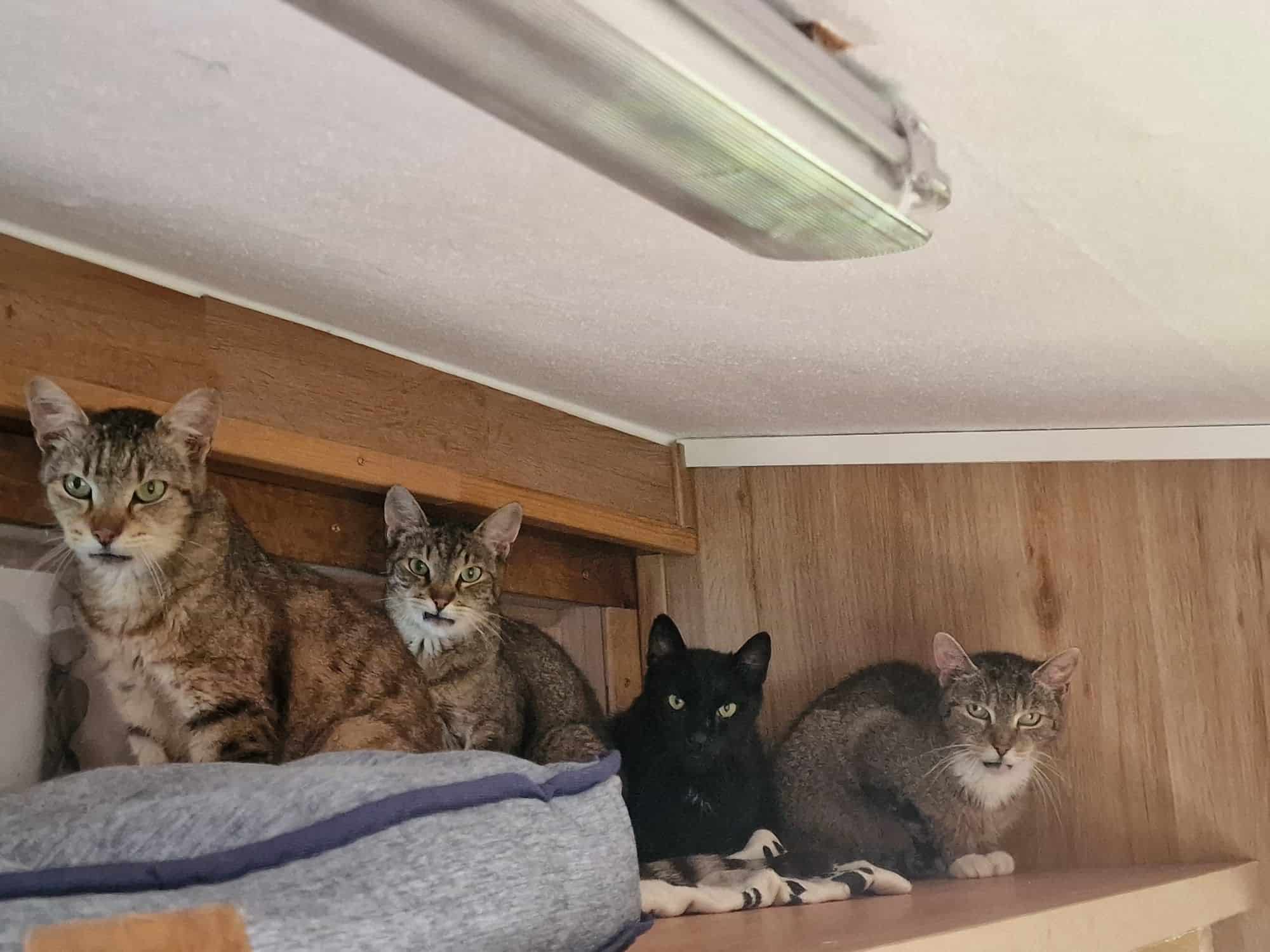 Österreichischer Tierschutzverein - Spendenprojekte: Vier Katzen brauchen Herzmedikamente