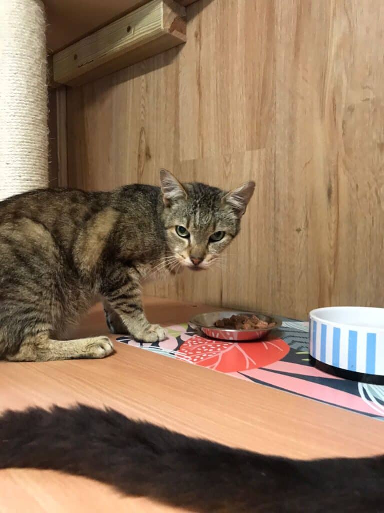 Österreichischer Tierschutzverein - Spendenprojekte: Vier Katzen-Oldies brauchen deine Hilfe!