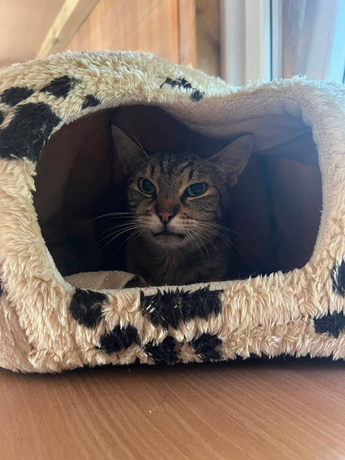 Österreichischer Tierschutzverein - Spendenprojekte: Johannes und Co. haben ein schlimmes Schicksal hinter sich