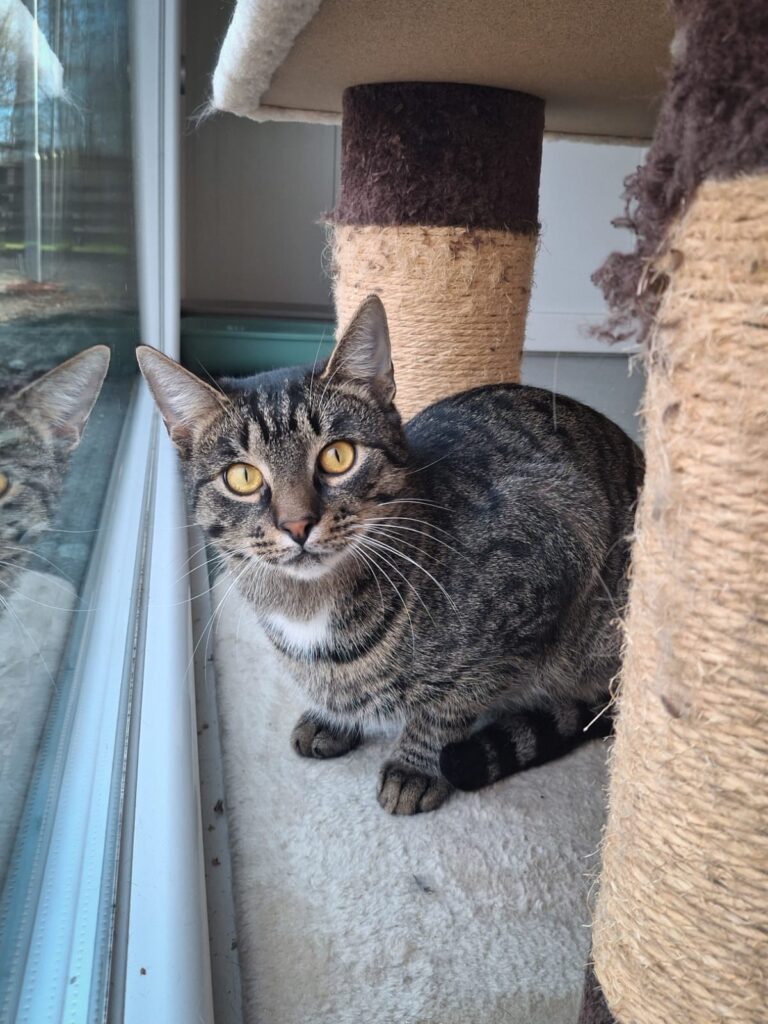 Österreichischer Tierschutzverein - Spendenprojekt: Kater Timo braucht deine Hilfe