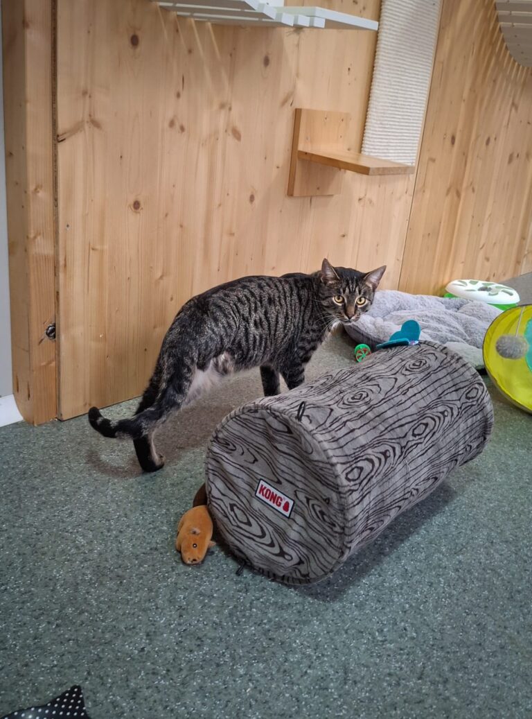 Österreichischer Tierschutzverein - Spendenprojekt: Kater Timo braucht deine Hilfe