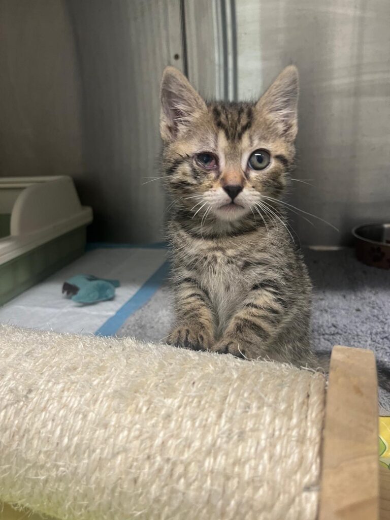 Österreichischer Tierschutzverein-Spendenkampagnen:geschwisterkätzchen