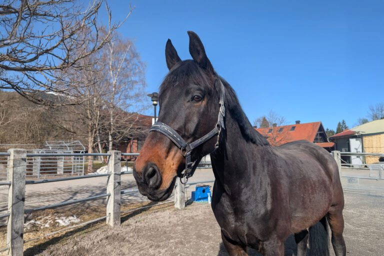 Österreichischer Tierschutzverein - Tiervermittlung: Charmeur Cordino
