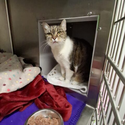 Österreichischer Tierschutzverein-Tiervermittlung-Die-sensible-katzen-omi-minki