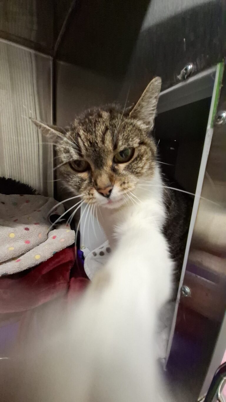 Österreichischer Tierschutzverein-Spendenkampagne-Katzen-Omi-Minki