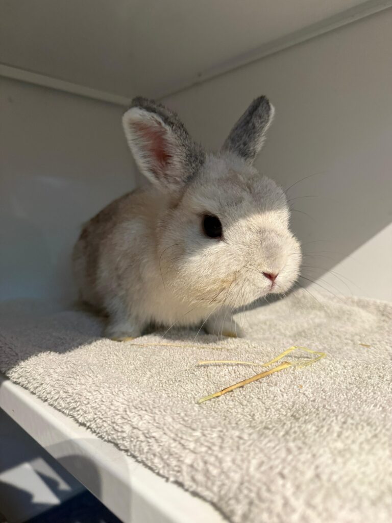 Österreichischer Tierschutzverein-Spendenkampagnen:Kaninchen Frodo