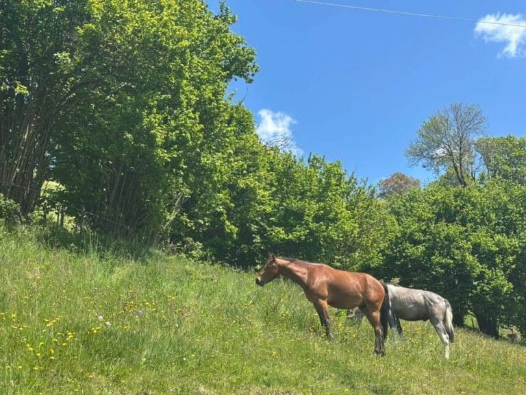 Österreichischer Tierschutzverein-Happy Ends: Dobby