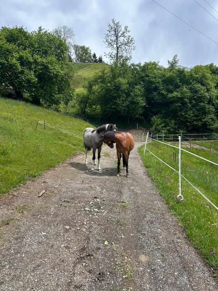 IMG 0056 Österreichischer Tierschutzverein