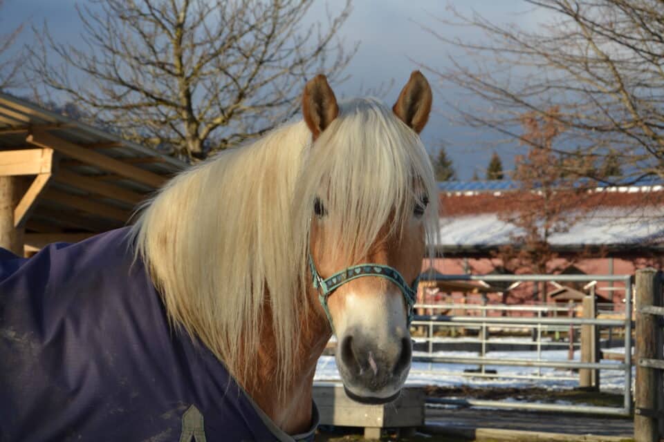 Österreichischer Tierschtzverein - Tiervermittlung - Der charakterstarke Navaro
