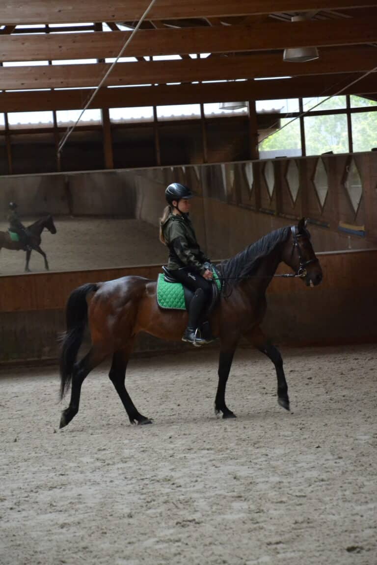 Nero beim Training in der Halle