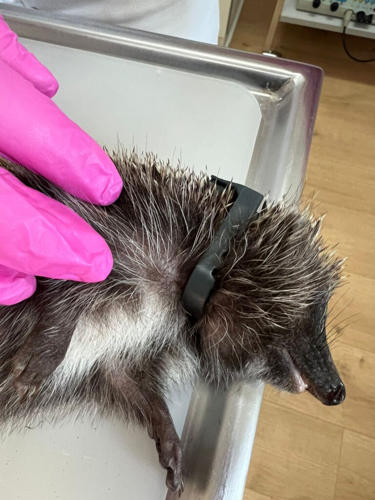 Igel beim Tierarzt 1 ©ÖTV