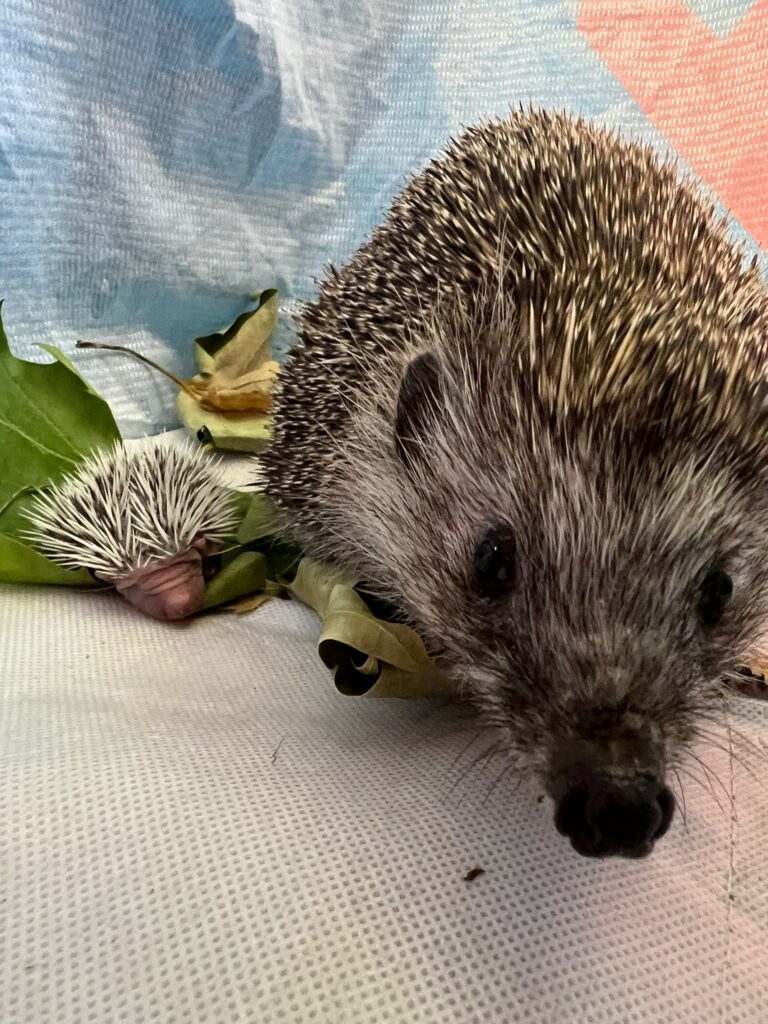 Igel mit Baby © Oetv