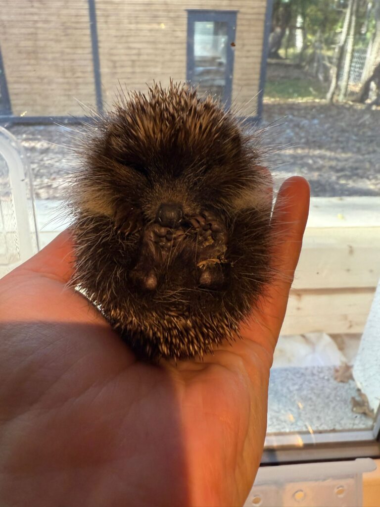 Igelbaby mit 120 Gramm ©OTV