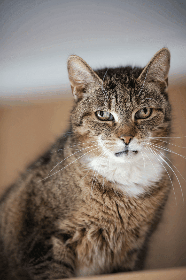 Österreichischer Tierschutzverein-Notfellchen Projekt: Katzen-Oldies brauchen deine Hilfe!