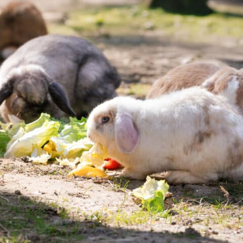 Österreichischer Tierschutzverein - Tiervermittlung: Die fröhliche Kaninchen Truppe.