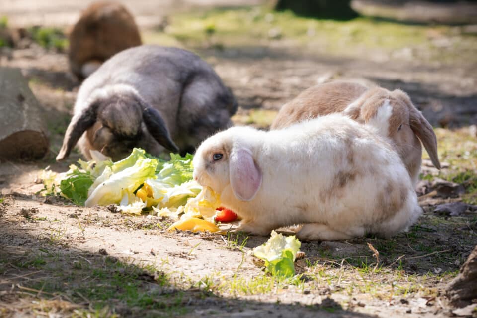 Österreichischer Tierschutzverein - Tiervermittlung: Die fröhliche Kaninchen Truppe.