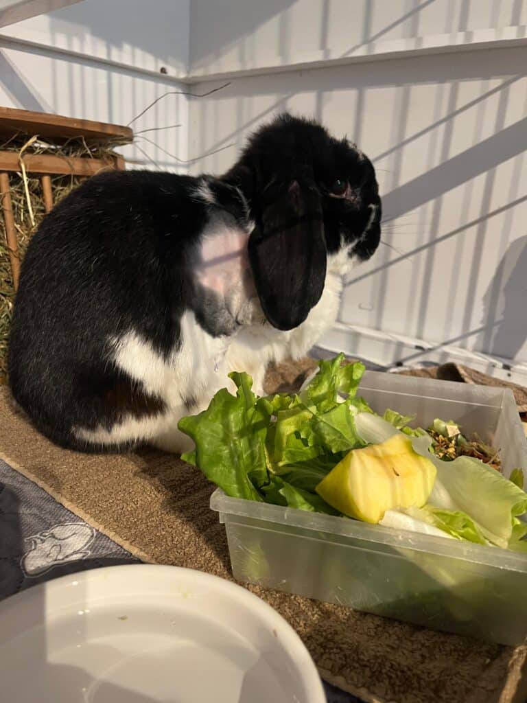 Kaninchen Leo nach Amputation ©OeTV