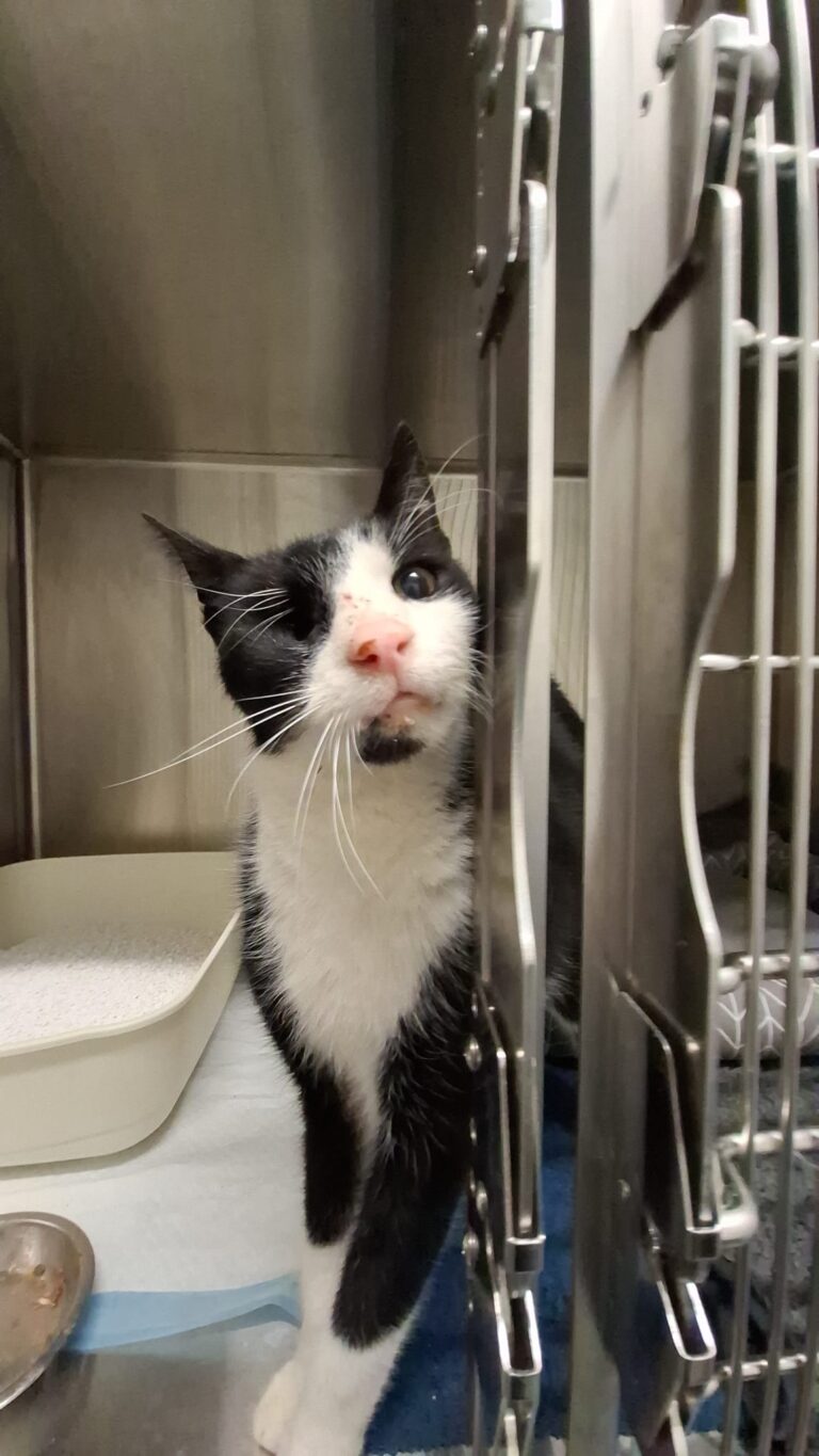 Camp Tierschutz Katze in Not © Öster.Tierschutzverein