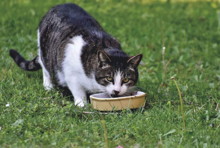 Katze frisst pexels-ralph