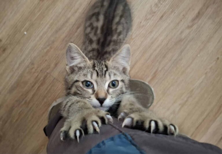 Katze in Kratzlaune ©Österreichischer Tierschutzverein