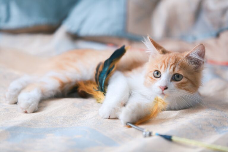 Kitten spielt meng-xiang-jia