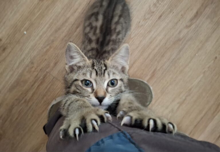 Katze © Oetv