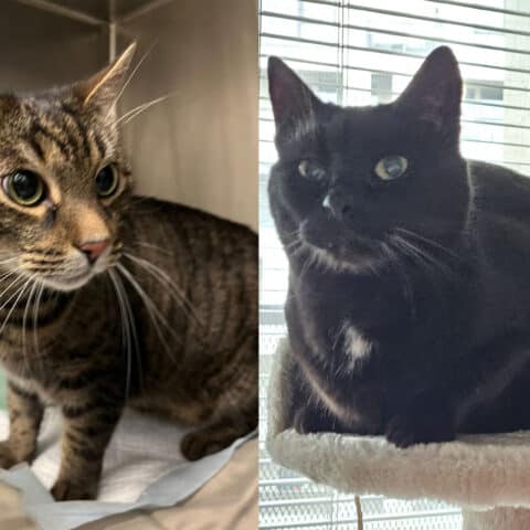 Österreichischer Tierschutzverein-Tiervermittlung: Glücks-Duo Kissi und Felix