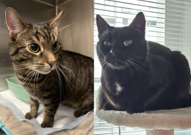 Österreichischer Tierschutzverein-Tiervermittlung: Glücks-Duo Kissi und Felix